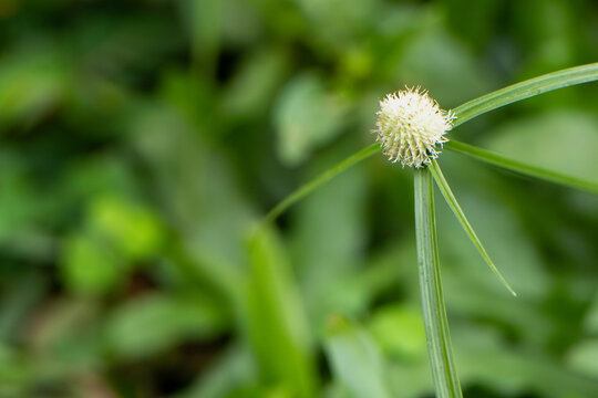Close-up of wild plant seed head with blurred natural green background