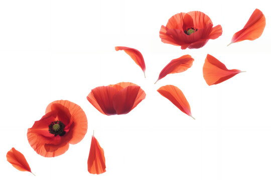 Red poppies and petals flying on white background poppy flower