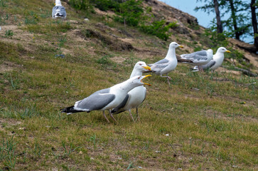 Fototapeta premium Two Seagulls Interacting Amidst a Serene Coastal Landscape