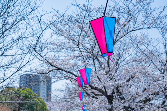  船橋海老川の桜09