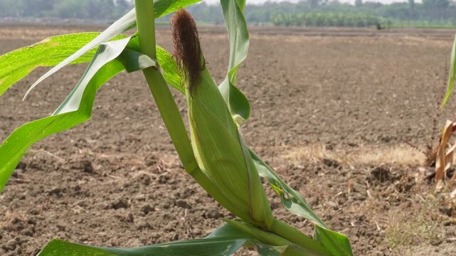 Green, immature ears of corn also called green corn or baby corn