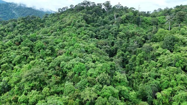 Lush Green Rainforest Canopy with Dense Foliage and Diverse Vegetation Showcasing Vibrant Ecosystem and Beauty of Nature