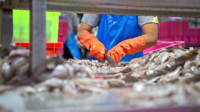 Workers are using knives to cut the sardines in order to pack them into cans, which is one of the processes and production lines in a canned fish factory