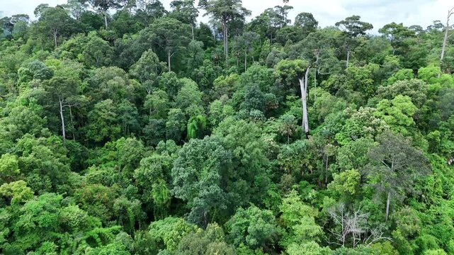 Lush Green Rainforest Canopy with Tall Trees and Dense Foliage Showcasing Vibrant Biodiversity of Tropical Jungle