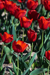 Naklejka premium A close-up of red tulips in harsh sunlight. Vertical landscape background