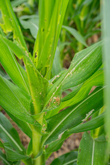 Fototapeta premium Corn leaf damage by fall armyworm Spodoptera frugiperda in agricultural field. Close-up of pests eating maize plants causing crop failure