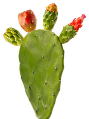 Green cactus branch with red flower buds and Bright red cactus fruit isolated on white background, succulent plant with natural texture, minimal botanical composition
