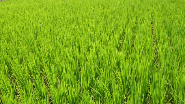 Rice field in vibrant green vegetative growth