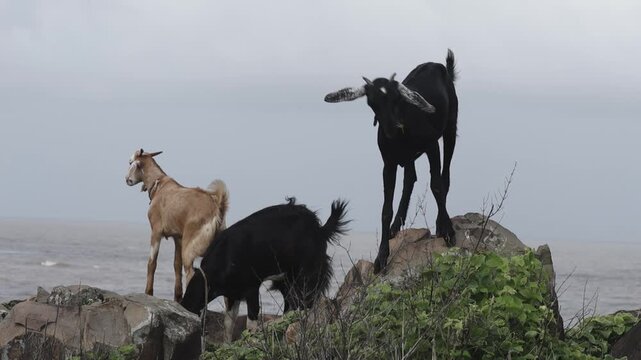 early morning goats grazing grass on hill 