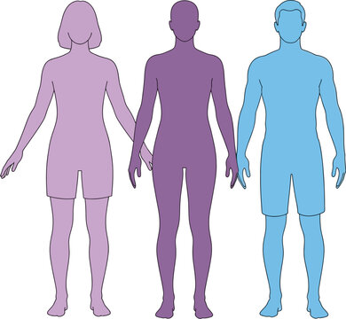 Vector illustration showing diverse human body types and gender representation