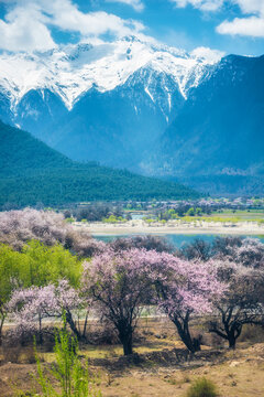 Blooming peach blossoms in Nyingchi, Peach Blossom Festival, Nyingchi, Xizang, China