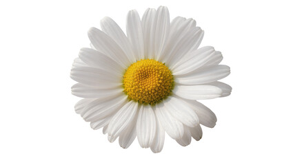 Delicate single daisy flower with bright yellow center, isolated on transparent background for floral design elements and springtime themes © Nuria