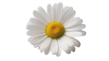 Fototapeten Gänseblümchen Delicate single daisy flower with bright yellow center, isolated on transparent background for floral design elements and springtime themes  © Nuria