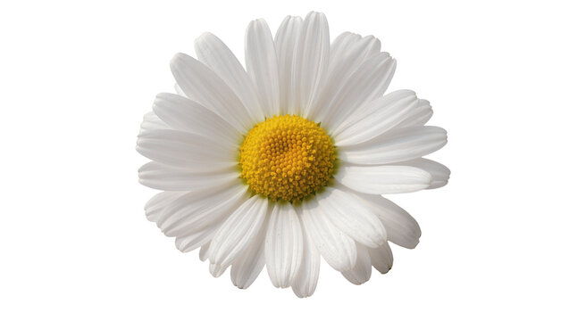 Delicate single daisy flower with bright yellow center, isolated on transparent background for floral design elements and springtime themes