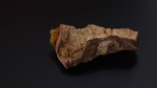 Cibotium barometz - Rhizome of Scythian Lamb