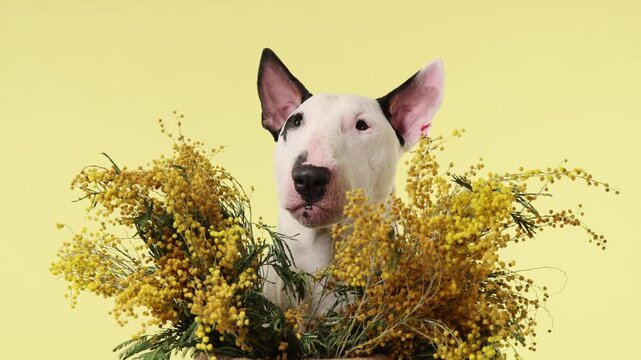 A Bull Terrier dog stands with yellow flowers in a studio environment. Clean background highlights strong minimal composition.
