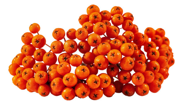 Vibrant orange rowan berries clustered together in a dense bunch, isolated on transparent background for healthy food and natural remedies designs