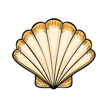 Elegant Scallop Shell Illustration with Detailed Ribs and Textured Edges