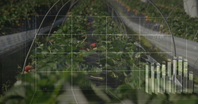 Projecting 3D grid charts above central strawberry row on farm under metal hoops along wooden rails