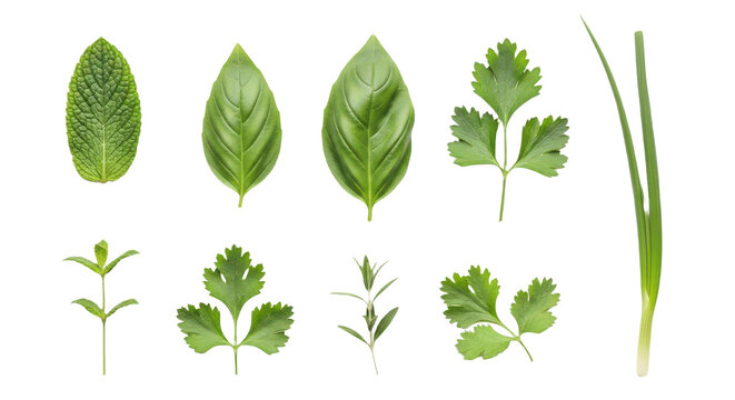 Set of fresh green herbs and leaves including mint, basil, cilantro, parsley, rosemary, and chives isolated on transparent background