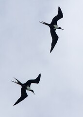 Magnificent Frigatebird (Fregata magnificens) flying over the Atlantic ocean near Antigua Island in the Caribbean. © leiing