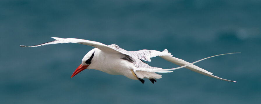 Red-billed Tropicbird (Phaeton aethereus) flying over the Atlantic ocean near Antigua Island in the Caribbean.