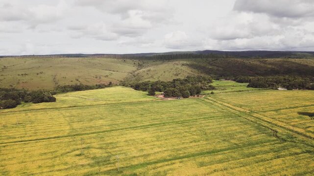 Soybean (Glycine max) fields in flowering stage in Formosa, Goi&aacute;s, Brazil, showing large-scale agriculture across rolling Cerrado hills with natural vegetation patches, drone gliding
