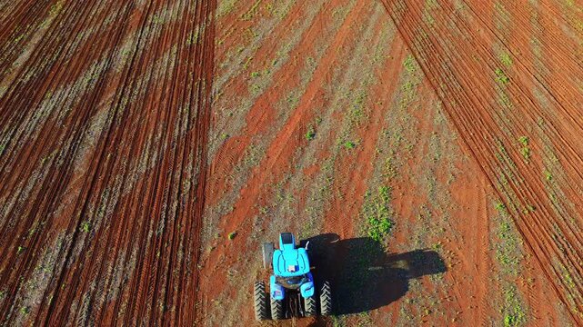 Blue tractor working along crop rows in early soybean (Glycine max) field in Formosa, Goi&aacute;s, Central-West Brazil, showing emerging plants and structured row spacing, drone ascend and follow shot.