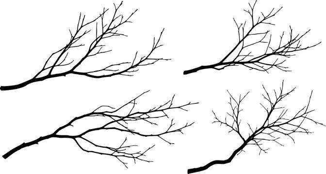 Collection of black bare tree branch silhouettes white background