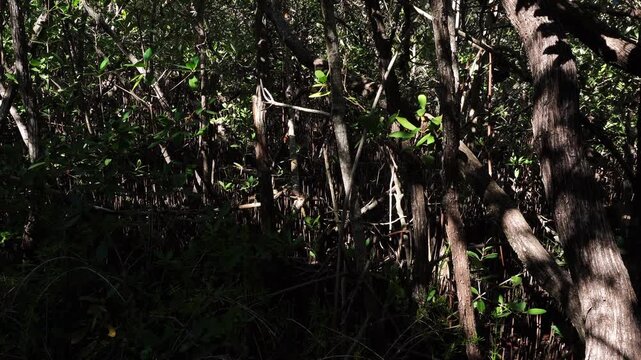 Close-up of a dense mangrove forest with intricate vertical roots and branches. Dappled sunlight creates high-contrast highlights and deep shadows across the complex wooden textures.