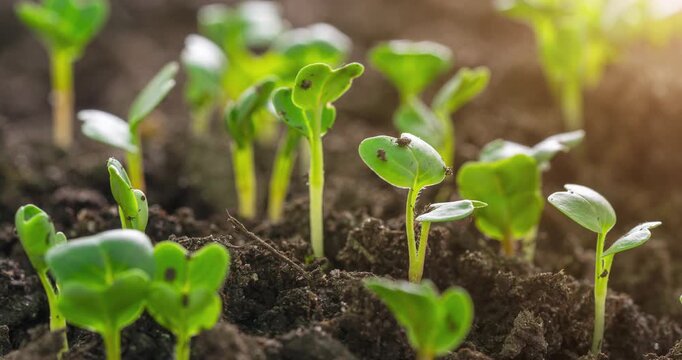 Garden plants growing up (agriculture).