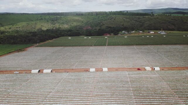 Plastic mulch vegetable fields in Formosa, Goi&aacute;s, Central-West Brazil, with aligned rows, central service road and field modules supporting intensive horticulture, drone panning shot.