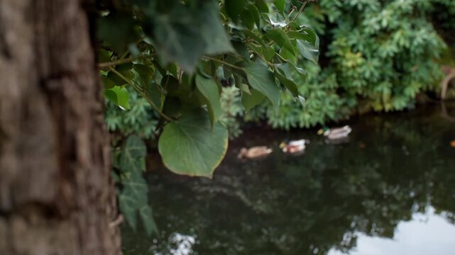 A tranquil pond scene with ducks swimming near lush green plants and tree bark in the foreground.