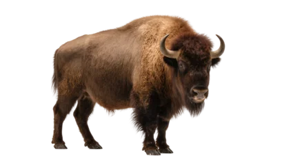 Fotobehang Buffel Majestic American bison standing alert with thick brown fur curved horns and a shaggy beard, isolated on transparent background for wildlife designs  © Patricia