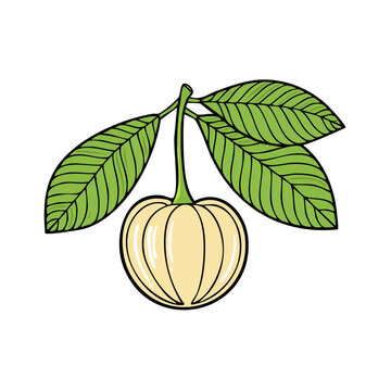 Garcinia Cambogia Fruit on a Branch with Leaves Hand-Drawn Illustration