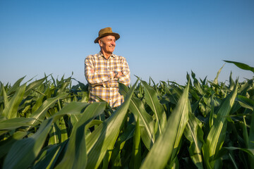 Satisfied senior farmer is standing in his growing corn field. He is looking away and smiling.