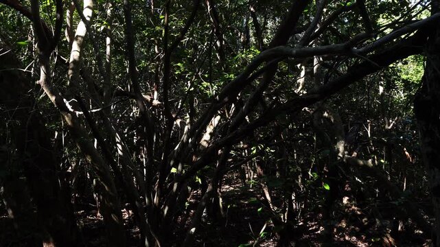 Intricate web of dark tree branches and vines in a dense tropical thicket. High-contrast natural lighting creates a complex silhouette effect against a shadowy jungle background.