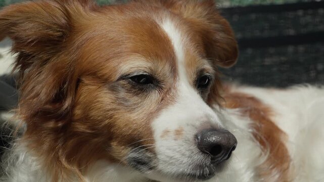 Close-up of a relaxed spaniel mix dog enjoying warm sunlight with eyes closed. Peaceful pet moment capturing calm, comfort, and happiness in a natural outdoor setting.