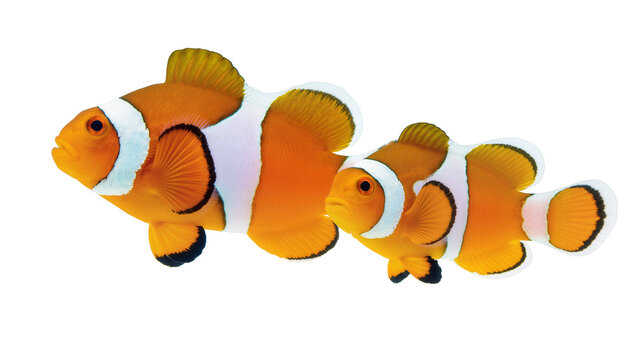 Group of vibrant orange clownfish with distinctive black and white markings, gracefully swimming isolated on transparent background for marine life designs