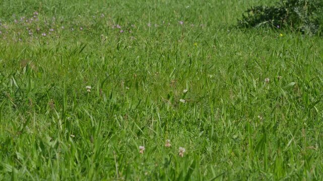 European hamster in long grass pauses and looks left, then hops out of frame and disappears into dense meadow vegetation. Wildlife behavior in natural habitat, daytime.