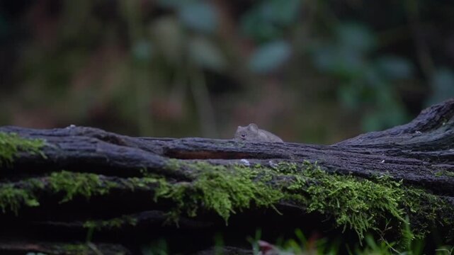 Bank vole scampering on a moss-covered fallen tree trunk in dark woodland forest. Close-up wildlife behavior with natural habitat details and soft background bokeh.