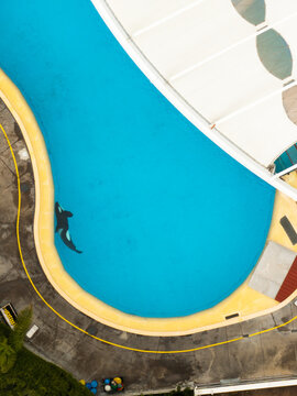 Aerial view of an orca gliding through the turquoise waters of Loro Parque, its sleek form a dark contrast against the bright pool, Puerto de la Cruz, Spain.