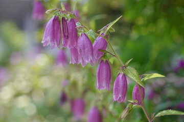 Purple bellflower (Campanula) with soft green bokeh background, delicate summer flower close up © miyakowasure
