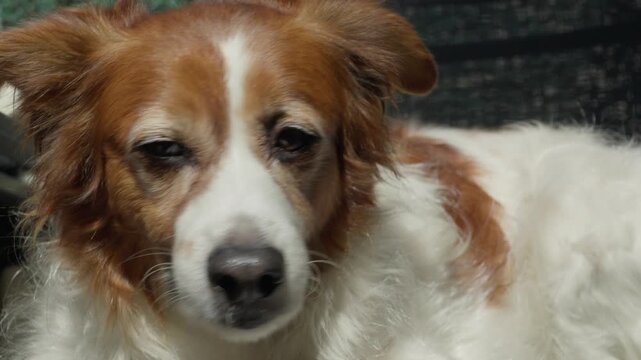 Close-up of a relaxed spaniel mix dog enjoying warm sunlight with eyes closed. Peaceful pet moment capturing calm, comfort, and happiness in a natural outdoor setting.