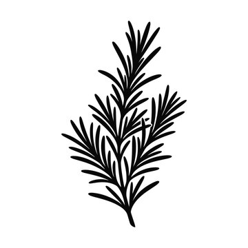 Black silhouette of a sprig of rosemary white herb plant
