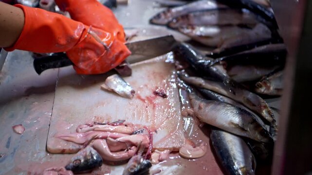 Workers are using knives to cut the sardines in order to pack them into cans, which is one of the processes and production lines in a canned fish factory