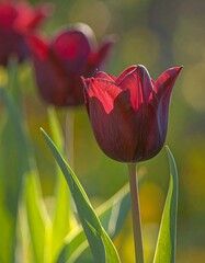 Bordeaux tulips on a green blurred garden background, Flower with dark red tone
