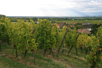 Vineyard landscape in France showcasing rows of grapevines under a clear blue sky with a distant farmhouse and lush green hills in the background