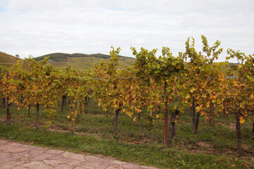Vineyard landscape in France showcasing rows of grapevines under a clear blue sky with a distant farmhouse and lush green hills in the background