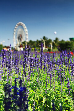 Scenery 0f Royal flora Ratchaphruek Event, Thailand Royal Pavilion and Public Park in Chiang Mai, Thailand